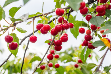Cherry branch with juicy ripe berries