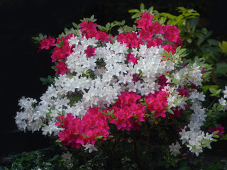 Obraz na płótnie Canvas Blühendes überall, rote und weiße Rhododendron 