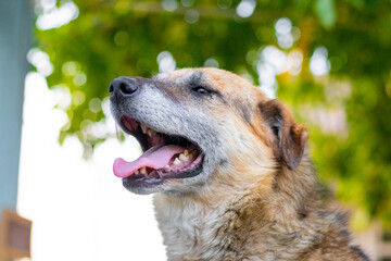 Happy dog with open mouth, portrait