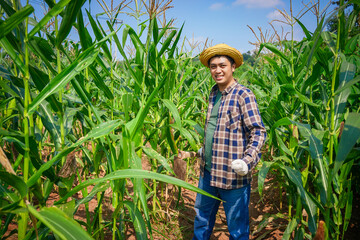 Farmer in the corn field. Agricultural Expert Inspecting Corn Crop Growth. 