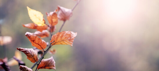 Tree branch with dry brown leaves on blurred background in sunny day, copy space
