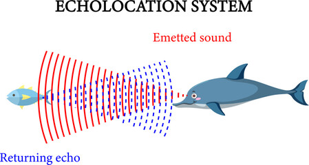 Vector illustration of echolocation system