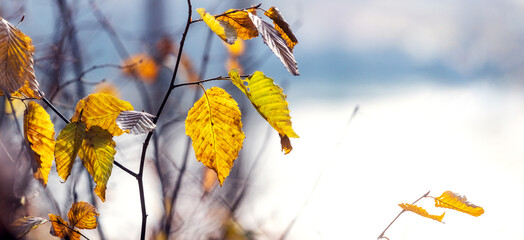 Tree branch with yellow autumn leaves near the river on a sunny day