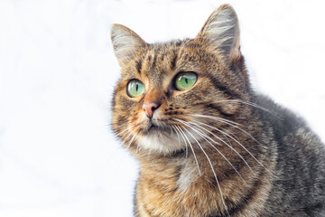 A brown cat with green eyes and an attentive look on a white background