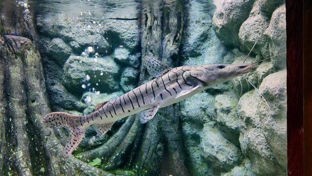 tiger shovelnose catfish or pseudoplatystoma fasciatum is swimming in aquarium. fresh water fish in Thailand.