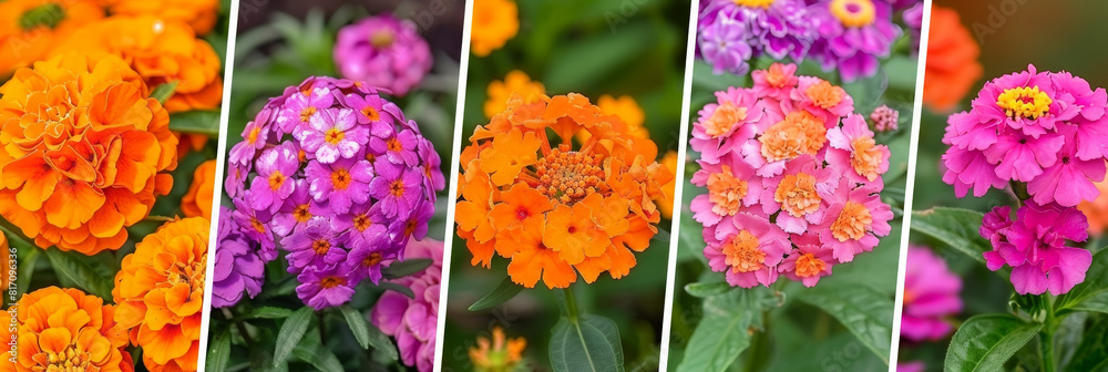 Poster various colorful flowers arranged in a collage, showcasing a vibrant display of natures beauty. each