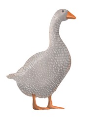 watercolor gray goose on a white background goes
