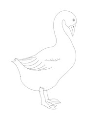 Goose hand drawn thin black line sketch of a goose