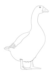 Goose hand drawn thin black line sketch of a goose