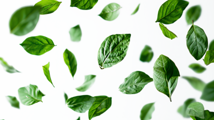 Green leaves flying in the air isolated on transparent background.