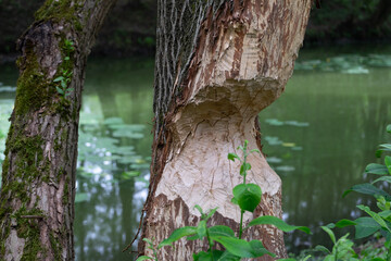 tree by the river, gnawed by beavers.