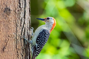 woodpecker on tree