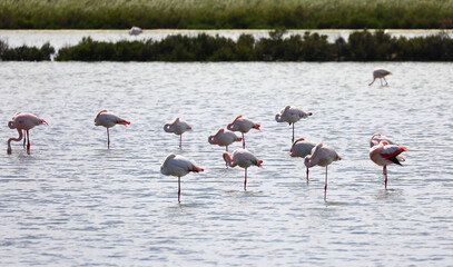 pink flamingos resting on a single very long leg in the middle of the marshy wetland before...