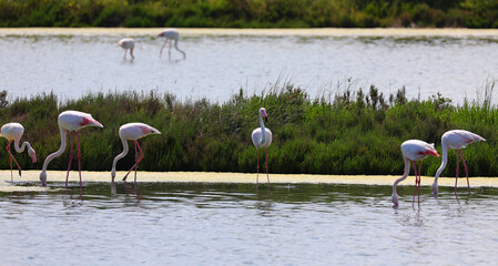 large pink greater  flamingos looking for food in the middle of the wetland before migrating