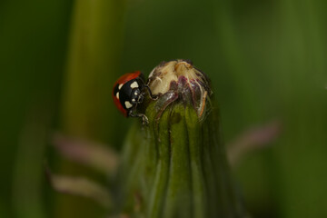 A ladybird on a dandelion