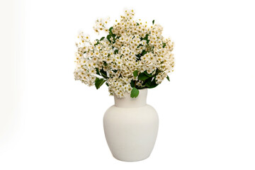 Bouquet of white spirea in a white clay vase on a white background.