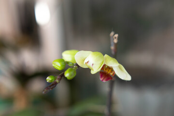 green orchid buds, soft focus