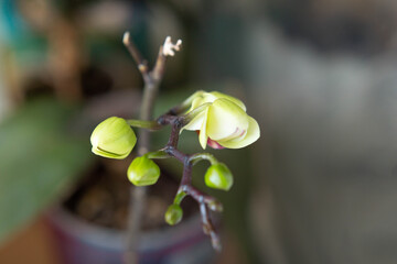 green orchid buds, soft focus