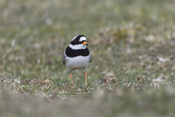 Ringed Plover