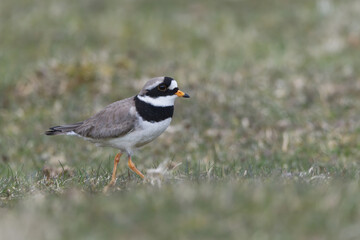 Ringed Plover