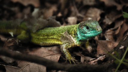 Western green lizard