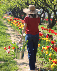 slender young girl walks with a tin bucket full of Tulips in the springtime
