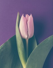 Minimalist Blossom: Capturing Tulip's Essence