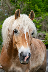 Obraz premium horse with a light mane