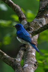 幸せの青いオオルリ