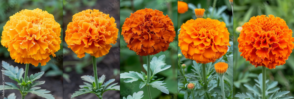 Poster a row of vibrant orange flowers lined up neatly in a garden, showcasing a striking display of color 
