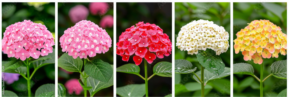 Aufkleber collection of colorful hydrangeas in vertical panels