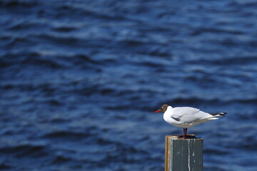 A sitting seagull on a background of blue water