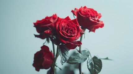 An exquisite bouquet of red rose flowers isolated against a pristine white backdrop