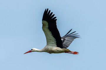 Cigogne blanche,. Ciconia ciconia, White Stork