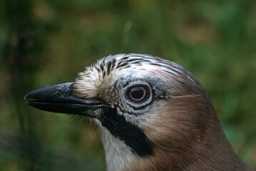 Geai des chênes,.Garrulus glandarius, Eurasian Jay