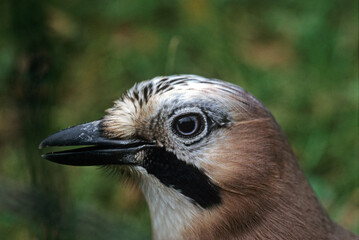 Fototapeta premium Geai des chênes,.Garrulus glandarius, Eurasian Jay