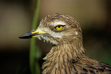 Oedicnème criard,.Burhinus oedicnemus, Eurasian Stone curlew