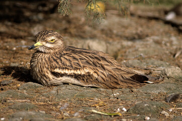 Oedicnème criard,.Burhinus oedicnemus, Eurasian Stone curlew