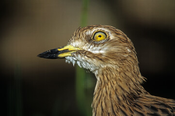 Oedicnème criard,.Burhinus oedicnemus, Eurasian Stone curlew