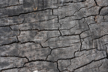 Stunning Tree Bark Textures and Patterns for Nature Photography