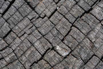 Stunning Tree Bark Textures and Patterns for Nature Photography