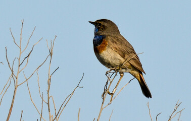 Gorgebleue à miroir,.Luscinia svecica, Bluethroat