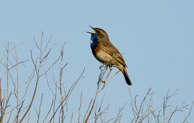 Gorgebleue à miroir,.Luscinia svecica, Bluethroat