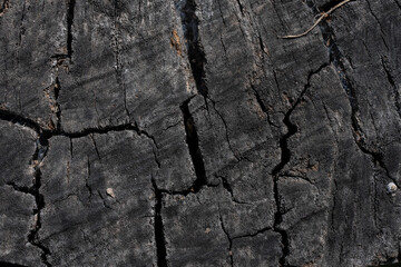 Stunning Tree Bark Textures and Patterns for Nature Photography