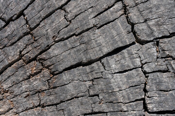Stunning Tree Bark Textures and Patterns for Nature Photography