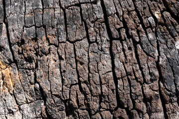 Stunning Tree Bark Textures and Patterns for Nature Photography
