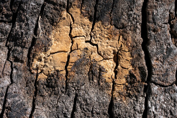 Stunning Tree Bark Textures and Patterns for Nature Photography