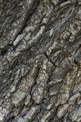 Stunning Tree Bark Textures and Patterns for Nature Photography