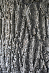Stunning Tree Bark Textures and Patterns for Nature Photography