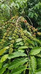 cherry coffee Good quality red coffee beans exuberant coffee tree